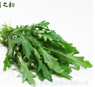 生鲜有机食品新鲜蔬菜 安全天然无公害野菜叶菜 新鲜野生芝麻菜