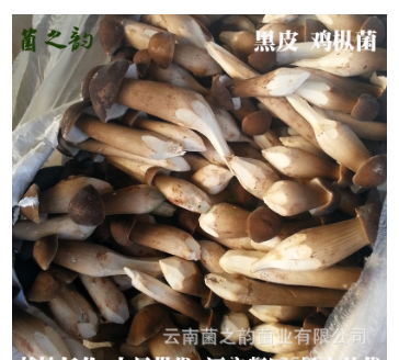 云南特产生鲜食用菌 新鲜榆黄菇菌散装 厂家直销人工鸡油菌