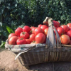 粉果大番茄 攀枝花产地直销大番茄 粉甜多汁 露天种植番茄