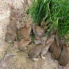 巨型安哥拉兔 安哥拉长毛兔养殖 安哥拉德系长毛兔 长毛兔图片