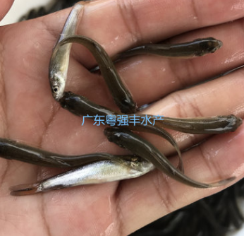 优质银鳕鱼苗批发 淡水鱼苗批发 银鳕鱼苗活体出售