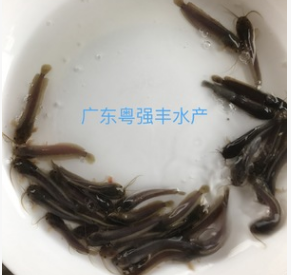 塘鲺鱼苗批发 胡子鲶鱼苗供应 淡水鱼苗批发